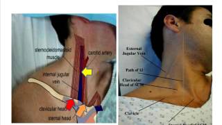 Jugular venous pulse anatomical aspects [upl. by Yleik]