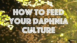 How To Feed Your Daphnia Culture [upl. by Nerty573]