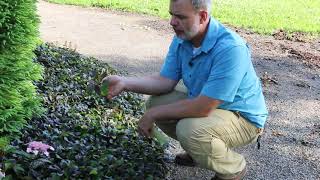 Bugleweed Ajuga reptans  Plant Identification [upl. by Coit]