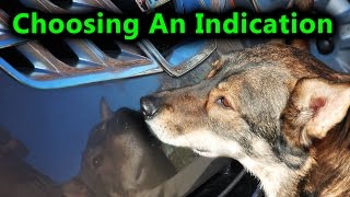 Scent Dog Training How to Choose An Indication [upl. by Eleonora668]