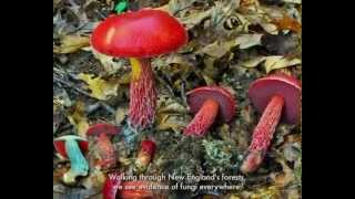 What are Fungi [upl. by Orenid]