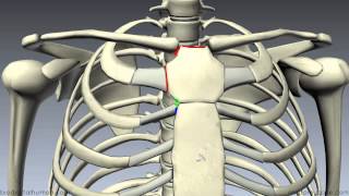 Sternum  3D Anatomy Tutorial [upl. by Nylrem]