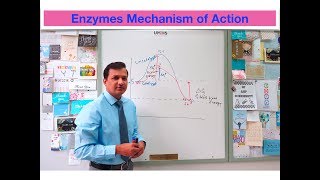 Mechanism of Enzyme Action [upl. by Yrro735]