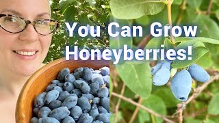 Start Berry Season a Whole MONTH Earlier All About Honeyberries [upl. by Alliuqahs]