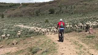 Surprised by Great Pyrenees Sheep Dogs while Mountain Biking in Heber UT [upl. by Lohner702]