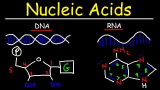 Nucleic Acids  RNA and DNA Structure  Biochemistry [upl. by Dressel]