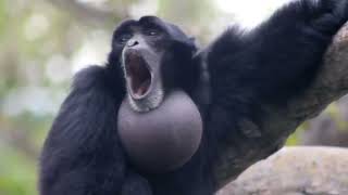 yelling monkey REAL SCREAMING GIBBON MONKEY DIDNT EDIT [upl. by Cunningham593]