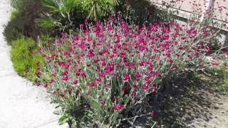 Drought tolerant Perennial Flower Lychnis coronaria [upl. by Anitahs]