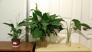 Different types of Peace Lily varieties Spathiphyllum [upl. by Lexie738]