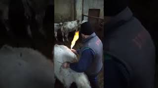 Proof that cows release methane gas into the atmosphere [upl. by Adest]