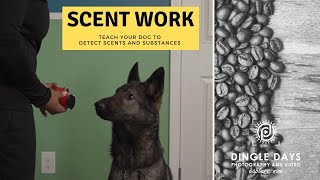 How to Train Your Dog for AKC Scent Work K9 Nose Work [upl. by Naarah]