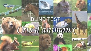 BLIND TEST  Cris danimaux [upl. by Tanny30]