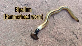 Hammerhead Worm BIPALIUM Predatory Behavior [upl. by Eitak]