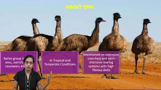 Emu Farming in India Ratite Group  Flightless Bird from Australia Animal Husbandry  Prospects [upl. by Htir112]