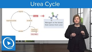 Urea Cycle – MedSurg  Lecturio Nursing [upl. by Sharl759]