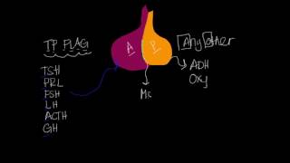 Pituitary Gland amp Hormones SUPER SIMPLE [upl. by Bortman]