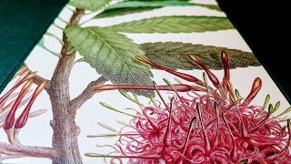 Joseph Banks Florilegium  Beautiful Book review [upl. by Janek894]