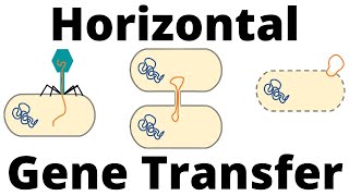 Transformation Transduction and Conjugation Horizontal Gene Transfer in Bacteria [upl. by Akinajnat858]