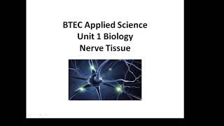 BTEC Applied Science Unit 1 Biology Nerve Tissue [upl. by Ardnekan]