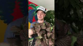 Fittonia nerve plant care guide [upl. by Aileda]