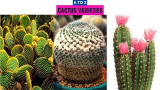 Cactus Varieties A to Z [upl. by Elocan]