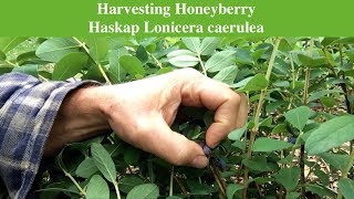 Harvesting Honeyberry Haskap Lonicera caerulea [upl. by Htebasyle]