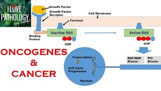 NEOPLASIA 2 HALLMARKS OF CANCER  Protooncogenes Oncogenes amp Oncoproteins [upl. by Selassie]