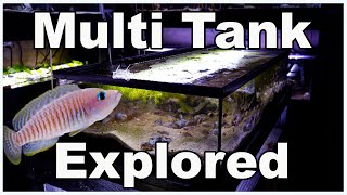 Multi Shell Dweller Tanks Explored Lets Take a Closer Look at Neolamprologus multifasciatus [upl. by Georgianna]