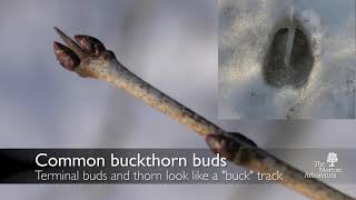 How to identify common buckthorn Rhamnus cathartica [upl. by Anujra]