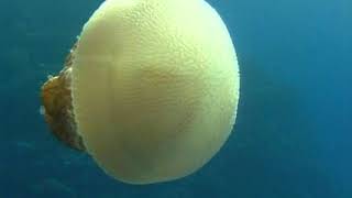 Documentary National Geographic Austrailas Great Barrier Reef [upl. by Remle106]