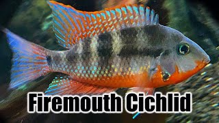 Firemouth Cichlid  Care Guide amp Species Profile [upl. by Eiramaliehs]