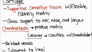 Cartilage and Chondroblasts [upl. by Tyoh372]