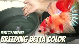 BREEDING BETTA COLOR  PREPARE [upl. by Uos215]