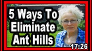 5 Ways To Eliminate Ant Hills  Wisconsin Garden Video Blog 598 [upl. by Yniattirb]