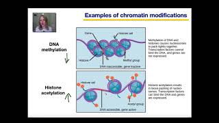 Gene Regulation in Eukaryotes Part 1 [upl. by Ahserak419]