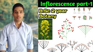 What is Inflorescence  Types of inflorescence  Morphology of flowering plants [upl. by Jamilla]