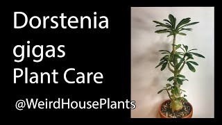 Dorstenia Gigas Plant Care [upl. by Thevenot149]