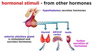 The Endocrine System [upl. by Standish]