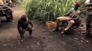 MONKEY ATTACK HUMANS IN AFRICA [upl. by Acirred]