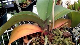 ORCHID CARE  Yellow Leaves and Other Ailments PART 1 How to remove Old yellow Leaves [upl. by Yorgen]