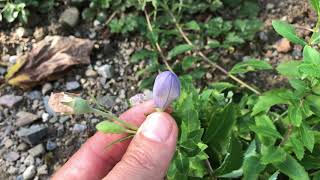 Platycodon grandiflorus Ballonblume [upl. by Maryjo]