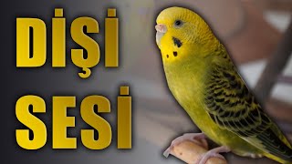 Muhabbet Kuşu Sesi Dişi muhabbet kuşu sesleri [upl. by Anerbas332]