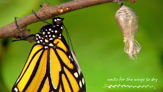 Butterfly Metamorphosis  How Caterpillars Turn Into Butterflies [upl. by Otti]