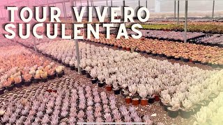 TOUR VIVERO con MILLONES DE SUCULENTAS  VISITANDO VIVERO [upl. by Boardman186]