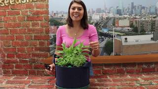 How to Harvest Thyme [upl. by Eidroj]