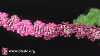 Mechanism of Recombination [upl. by Atsirhcal]