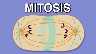 MITOSIS CYTOKINESIS AND THE CELL CYCLE [upl. by Dann]