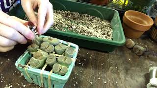 How To Repot New Lithops After Root Check And Trim [upl. by Latin]