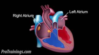 The Cardiac Conduction System [upl. by Silirama159]