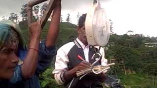 Sri Lanka Tea Plantation workers [upl. by Almeida]